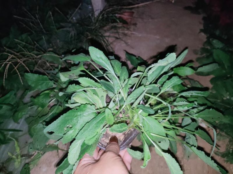 地被鼠尾草