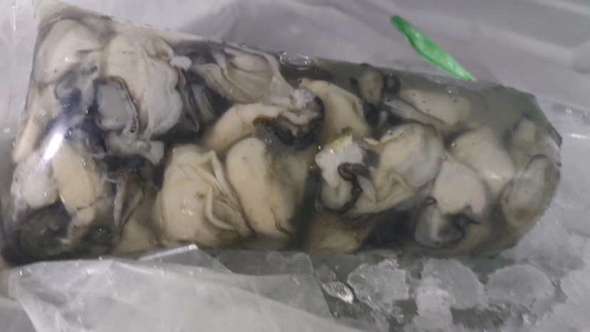 不锈钢托盘上平铺新鲜剥好的乳白色生蚝肉,表面均匀覆盖细密水珠;旁置食品级真空包装机正在对装袋生蚝肉抽真空,背景为0-2℃恒温冷柜,温度显示屏显示1.2℃ 生蚝肉冰鲜冷藏操作示意图