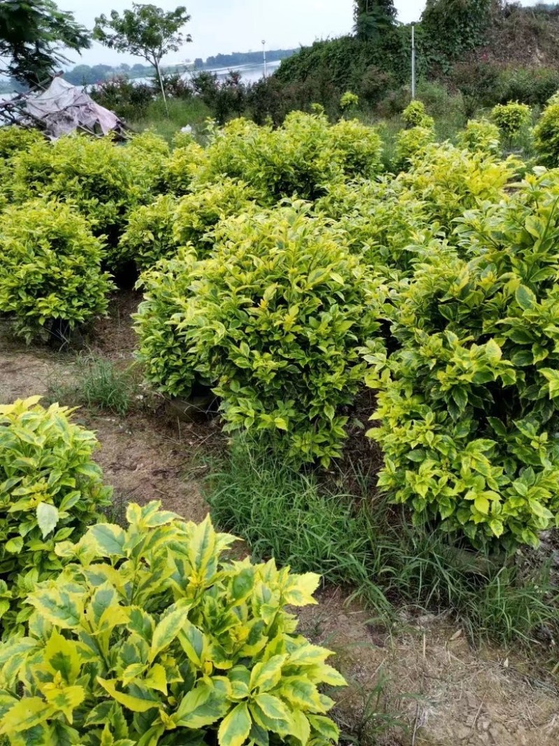 金叶假连翘球