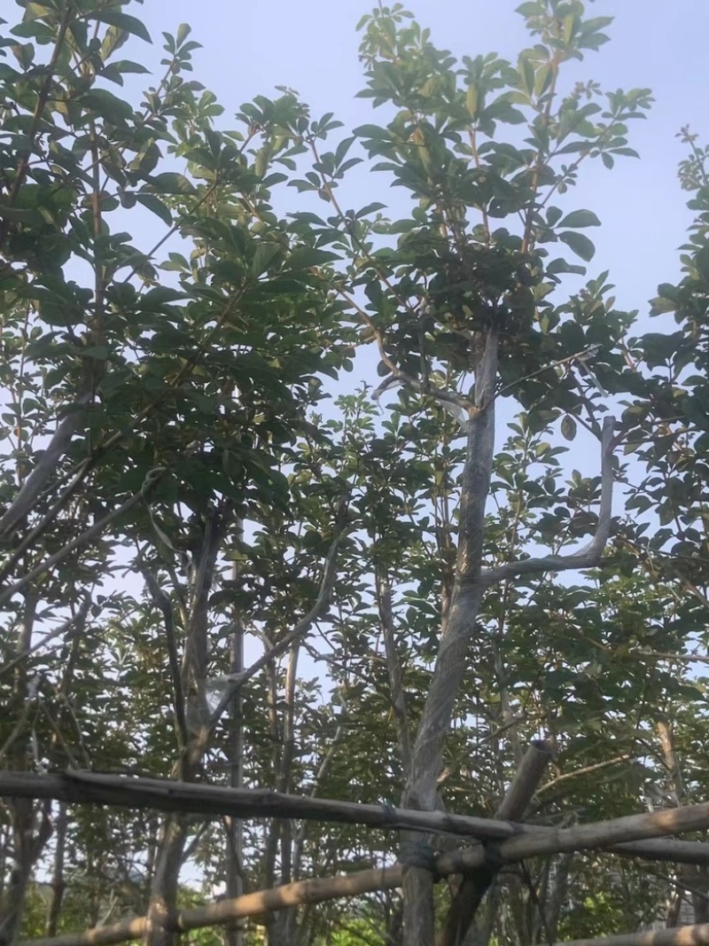 黄花风铃木