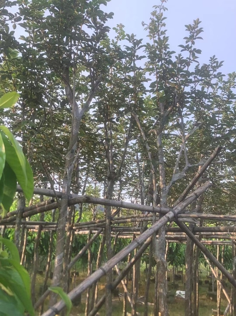 黄花风铃木