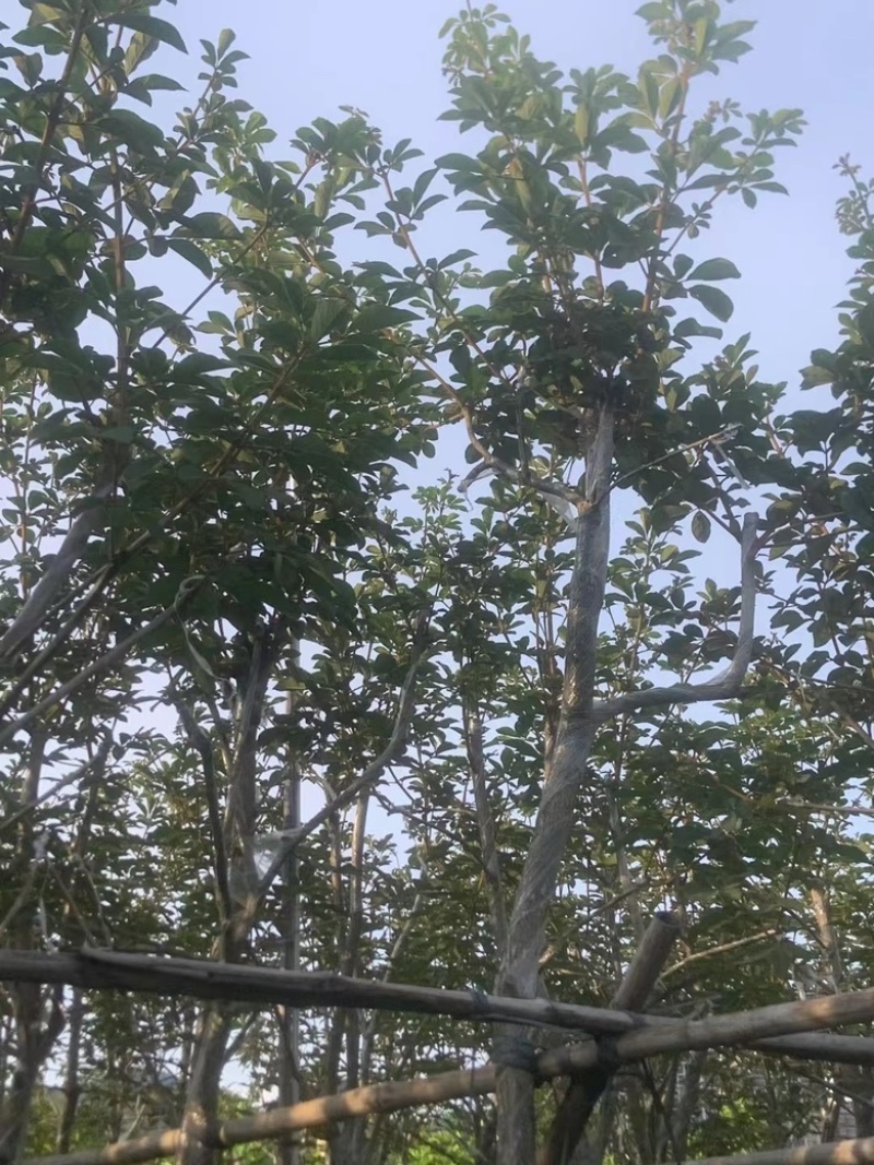 黄花风铃木