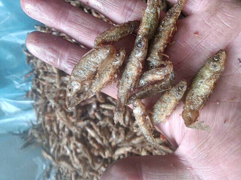 油炸麦穗鱼