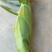 玉米花超太阳花双色玉米