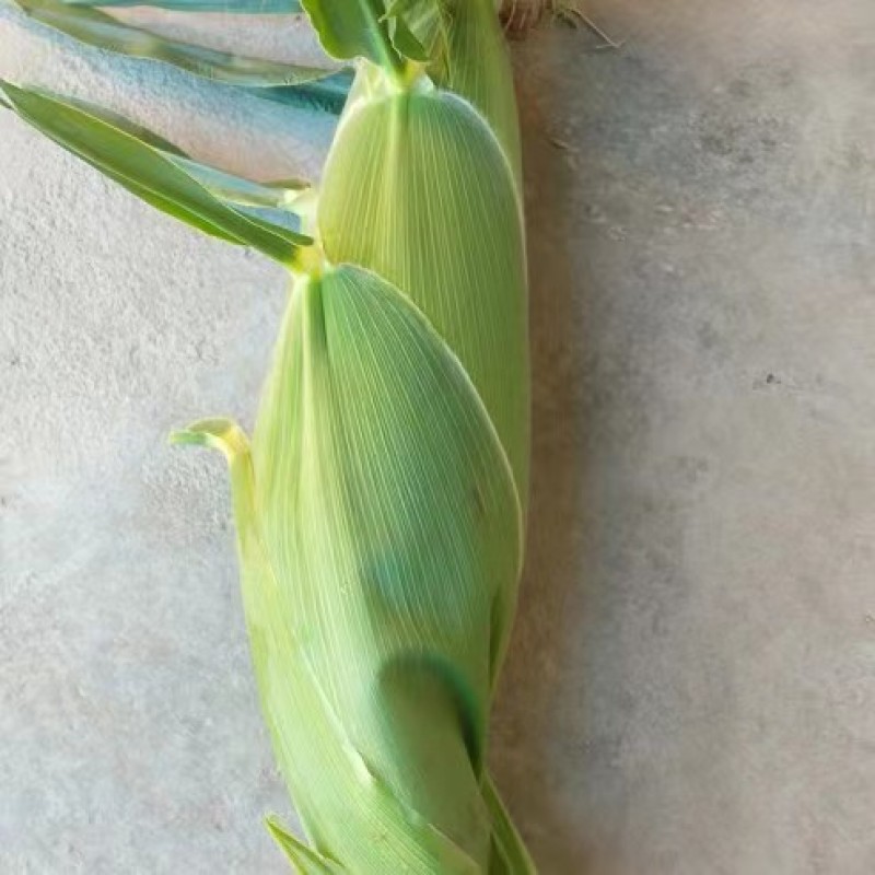 玉米花超太阳花双色玉米