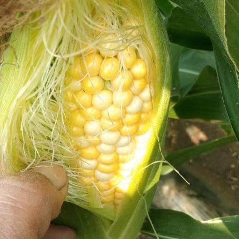 玉米花超太阳花双色玉米