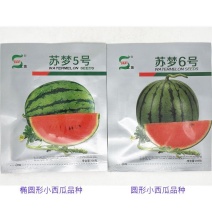 苏梦5号6号早熟小果型西瓜种子大红瓤耐低温杂交西瓜种