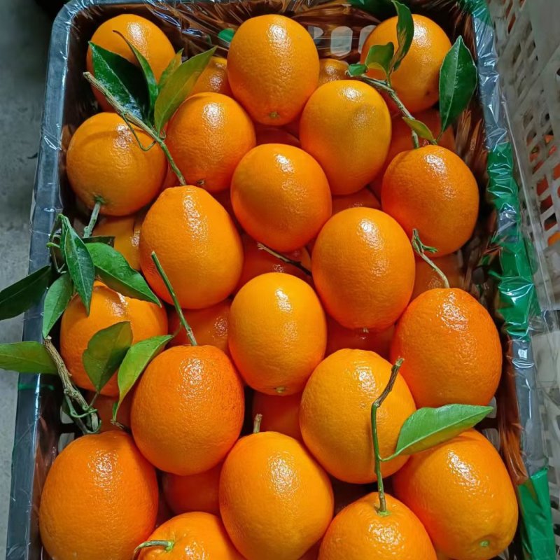 《热卖》长虹纽荷尔九月红电商社团市场商超外贸出口