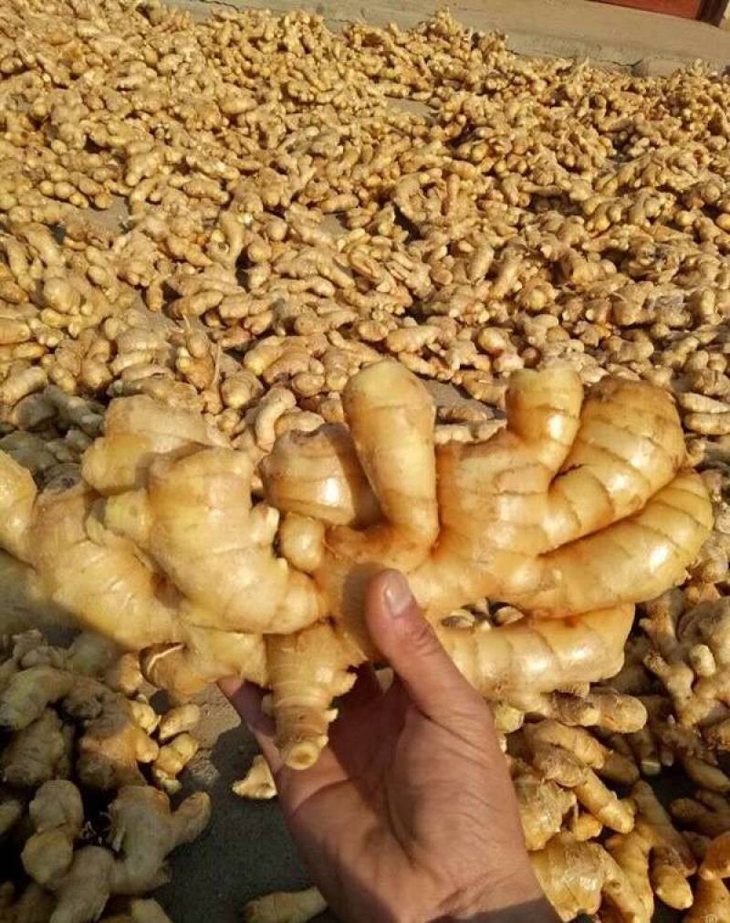 《山东大黄姜》黄姜块大质量好电商批发商超全国发货