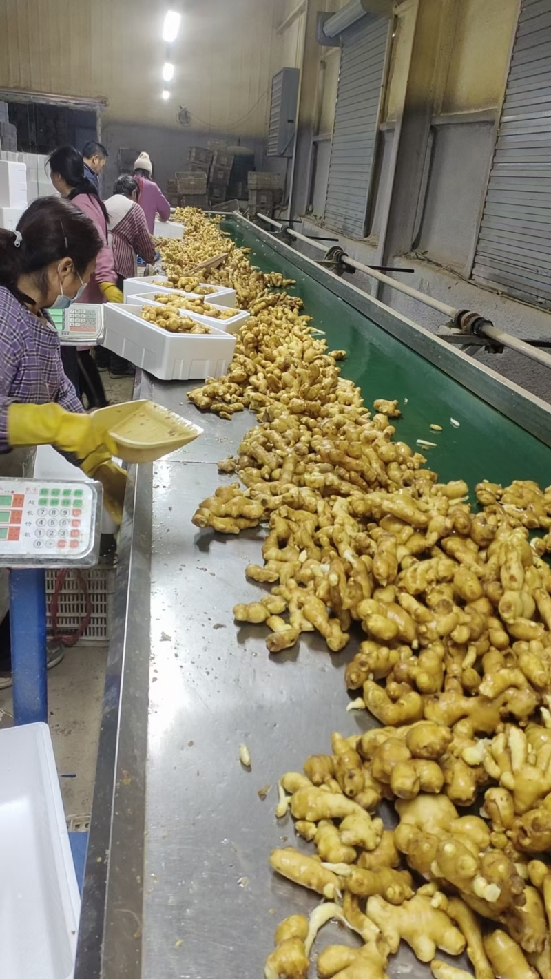 《山东大黄姜》黄姜块大质量好电商批发商超全国发货