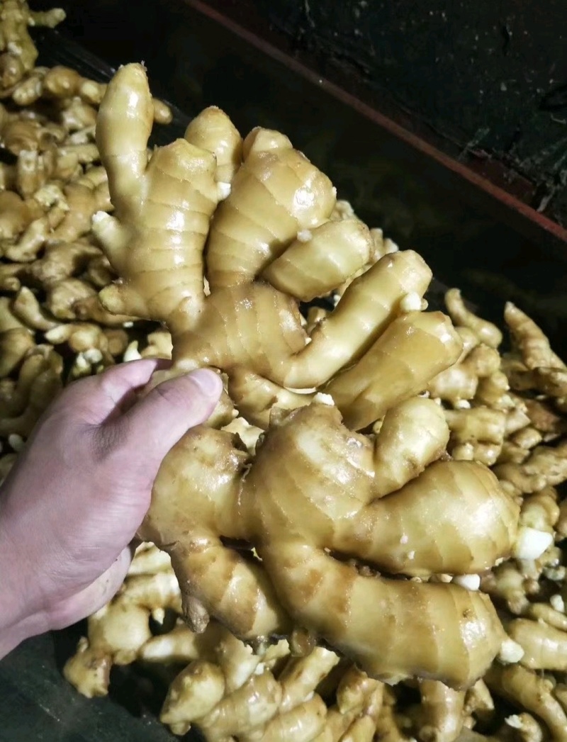 《山东大黄姜》黄姜块大质量好电商批发商超全国发货