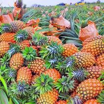 云南菠萝品质保证诚信经营欢迎联系接商超市场电商