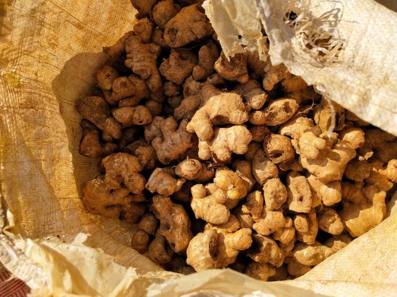 姜母大量批发鲜姜电商/外贸/批发市场/商超坏烂包赔