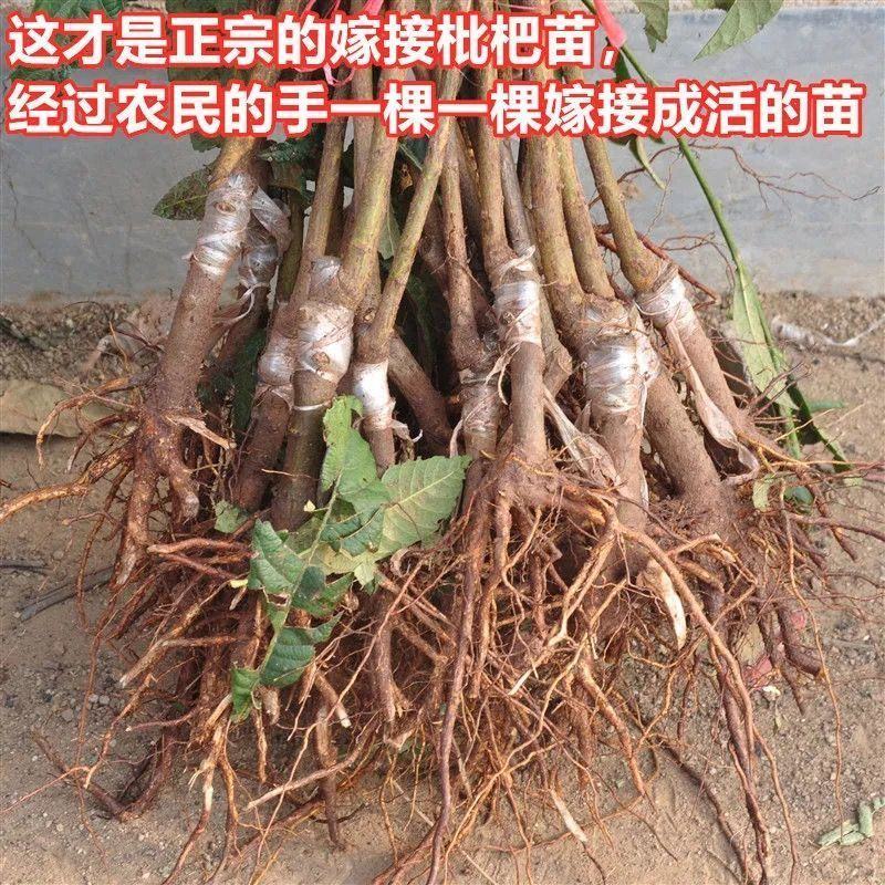 华玉枇杷苗大果新品种无核红肉枇杷苗白玉枇杷树苗南方北方