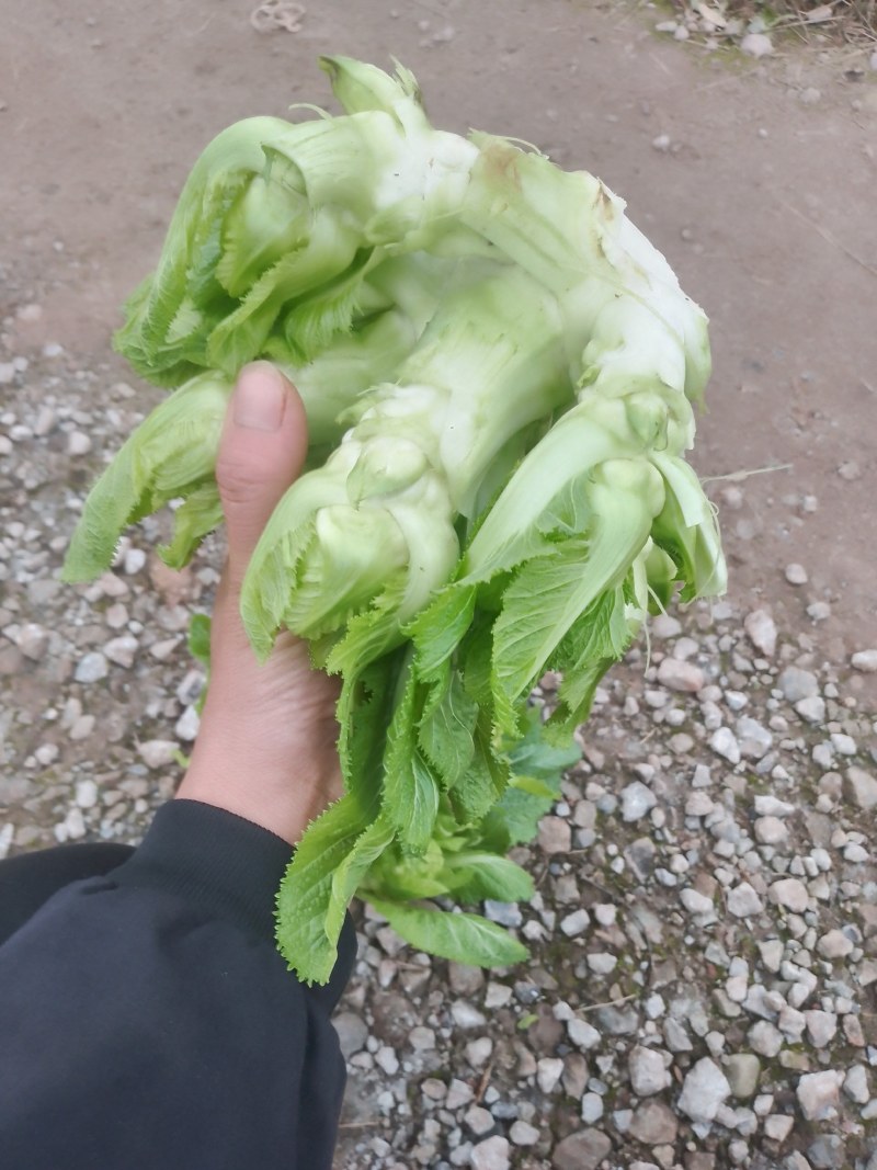 潼南儿菜！！基地货