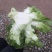 潼南儿菜！！基地货