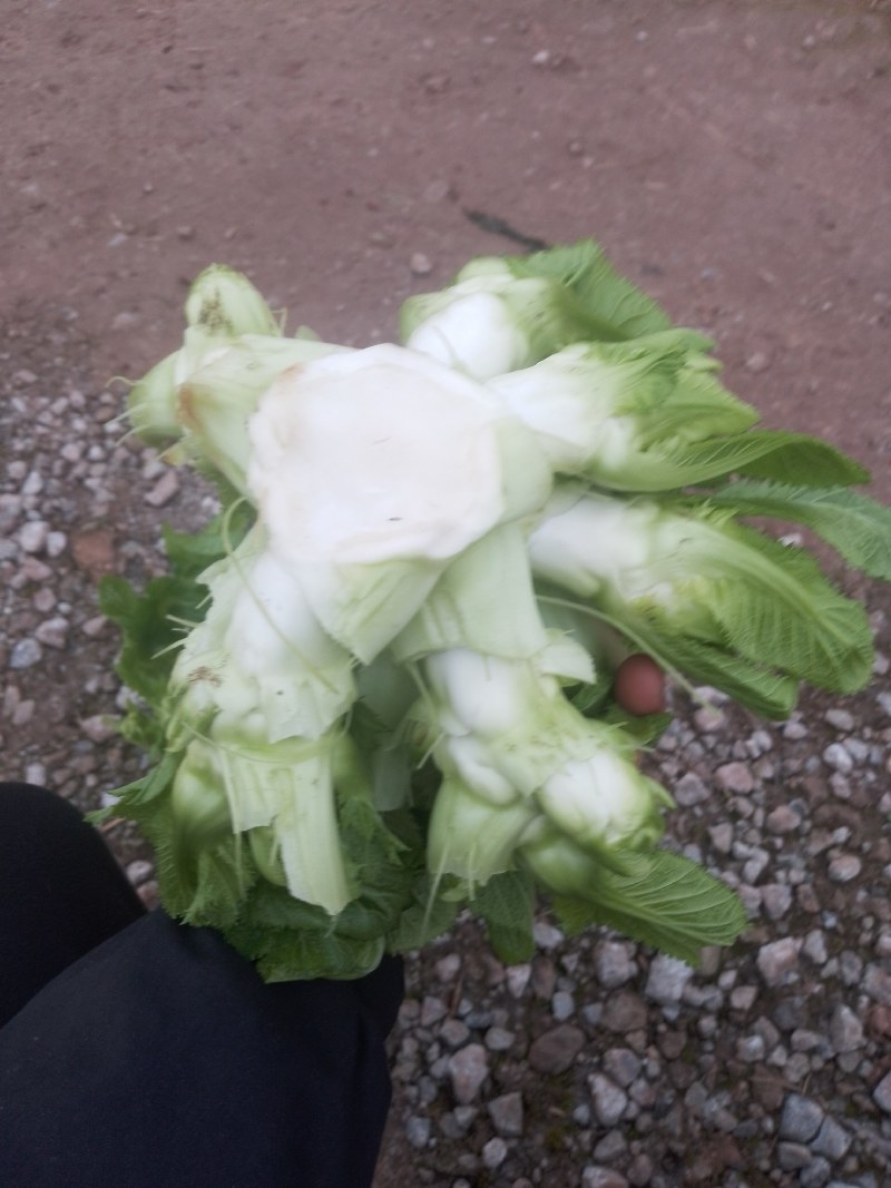 潼南儿菜！！基地货