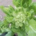 潼南儿菜！！基地货