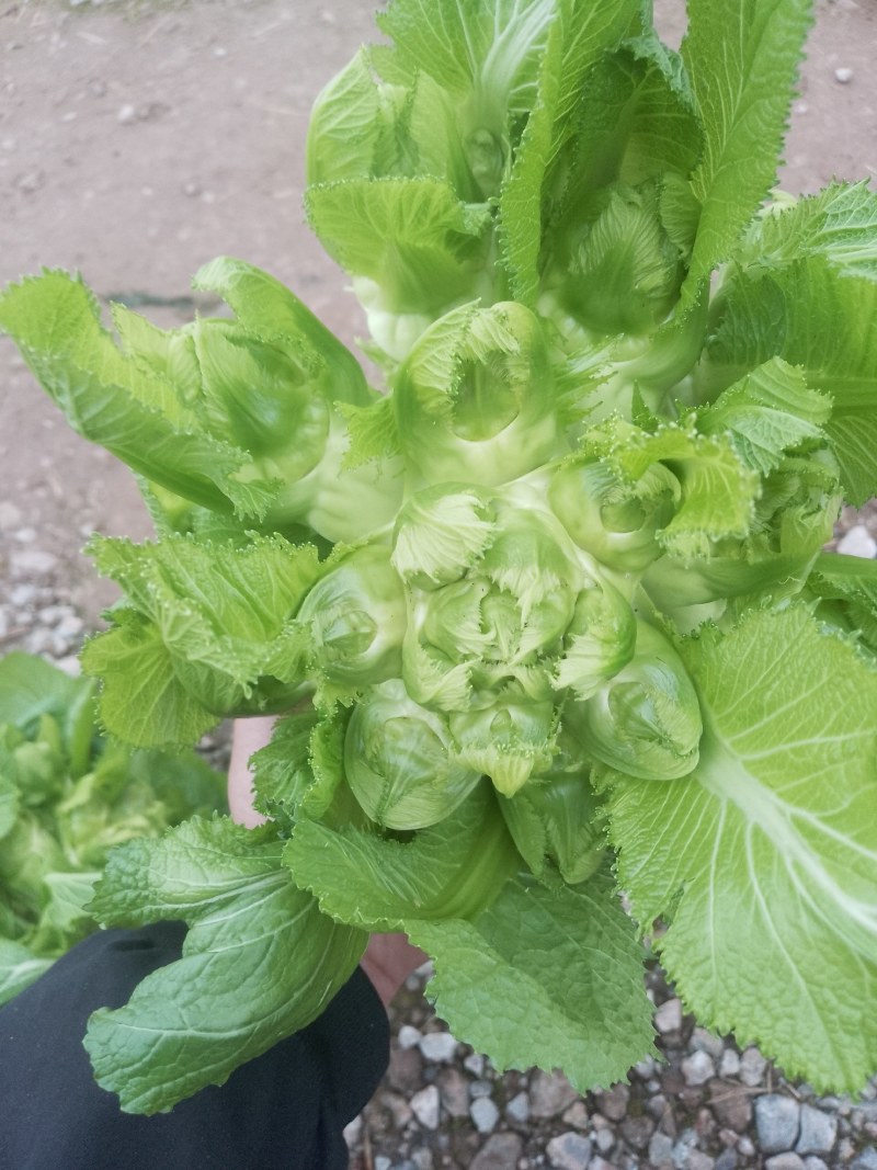 潼南儿菜！！基地货