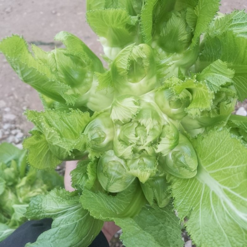 潼南儿菜！！基地货