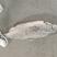 三文鱼.大西洋银鲑鱼，智利三文鱼