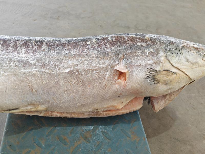 三文鱼.大西洋银鲑鱼，智利三文鱼