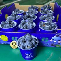云南蓝莓，优瑞卡，绿宝L25,L11,F6产地一手货源，