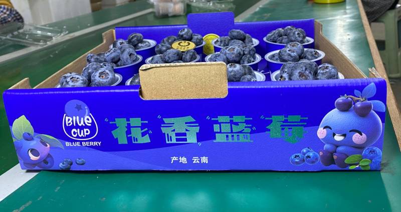 云南蓝莓，优瑞卡，绿宝L25,L11,F6产地一手货源，