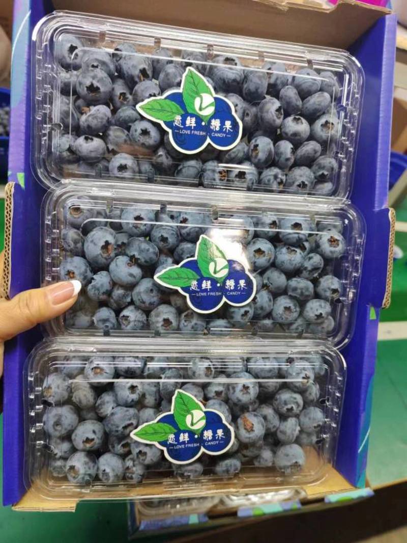 云南蓝莓，优瑞卡，绿宝L25,L11,F6产地一手货源，