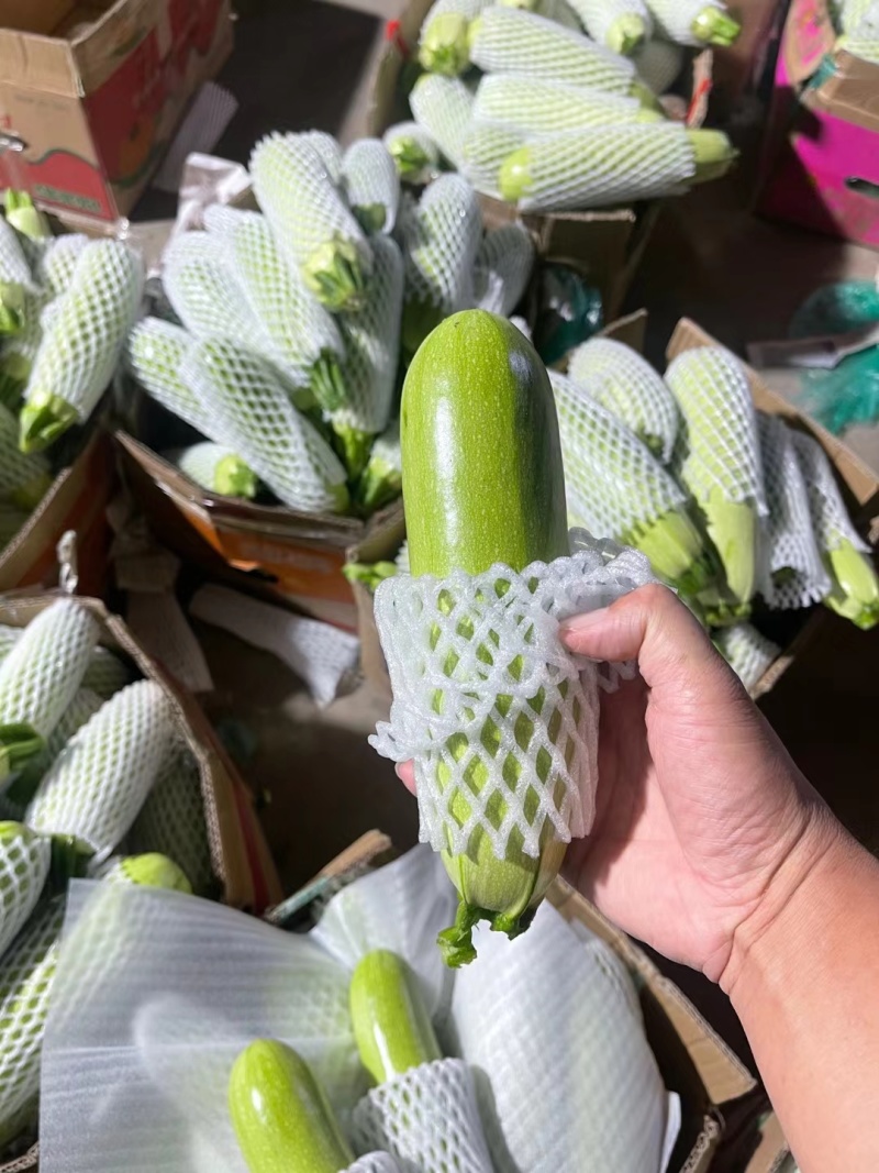 绿皮西葫芦