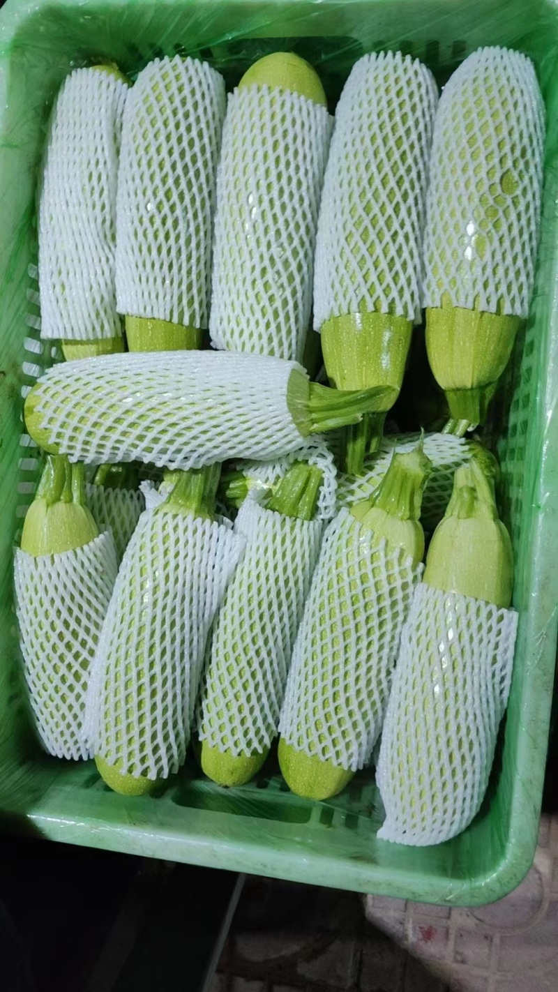 绿皮西葫芦