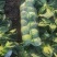 新野县联赢蔬菜供应链绿旺、108甘蓝大量上市
