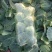 新野县联赢蔬菜供应链绿旺、108甘蓝大量上市