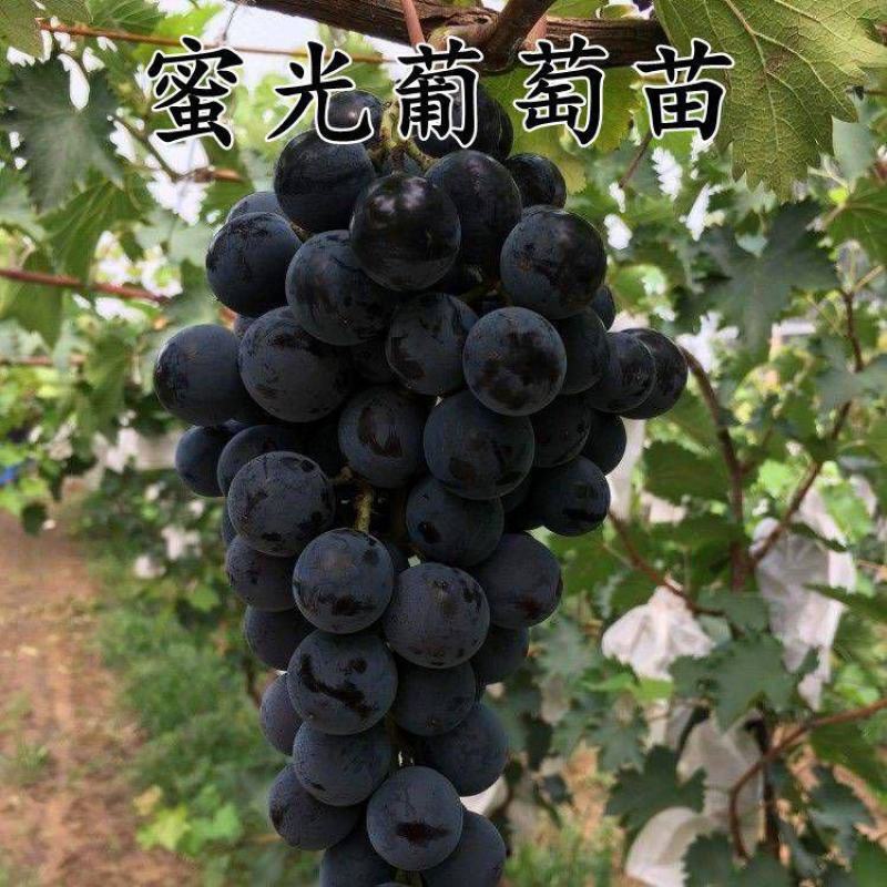 早熟品种蜜光葡萄苗基地直发终身包教技术