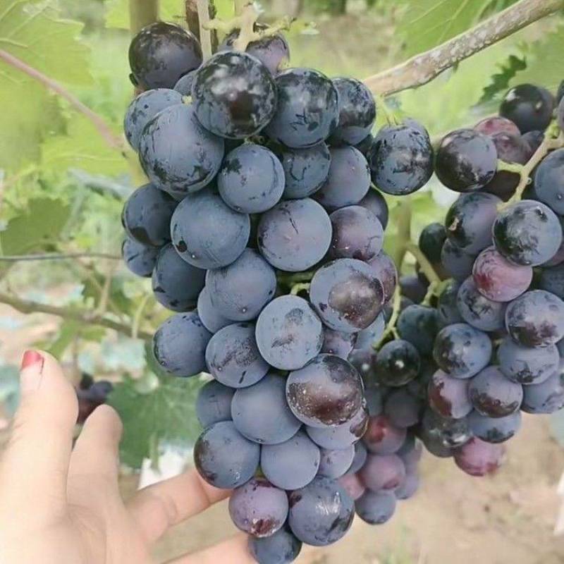 早熟品种蜜光葡萄苗基地直发终身包教技术
