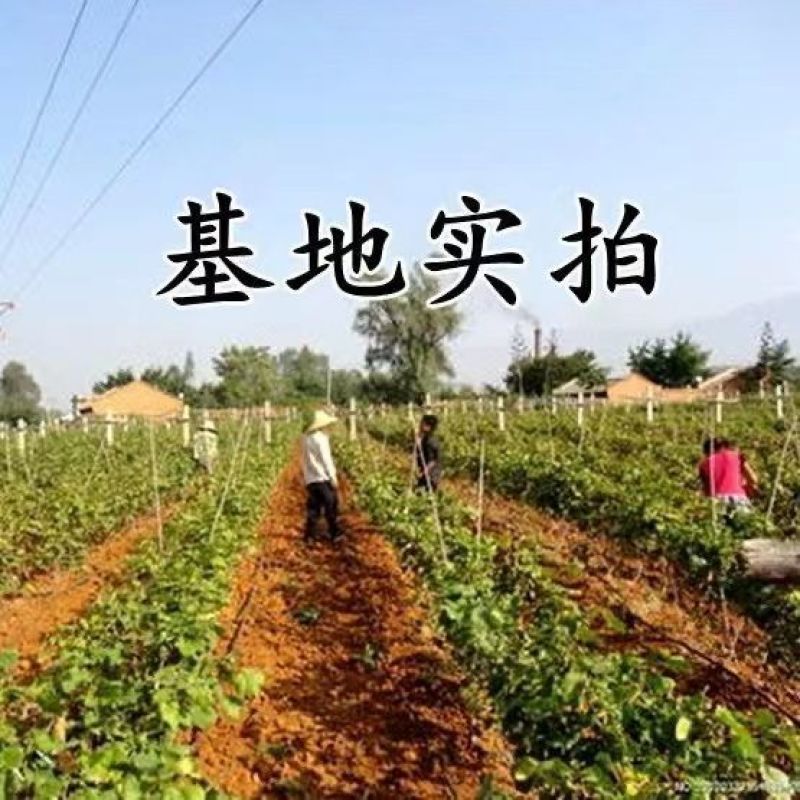 早熟品种蜜光葡萄苗基地直发终身包教技术