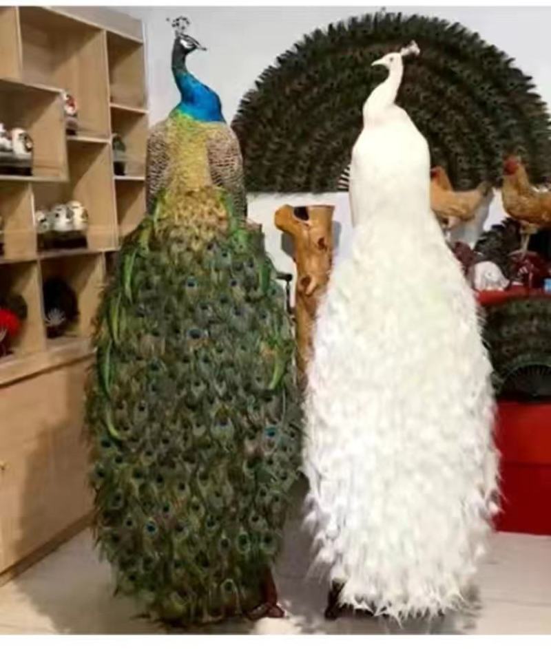鸵鸟苗，2岁成年鸵鸟，鸵鸟蛋，哪里有卖鸵鸟的，