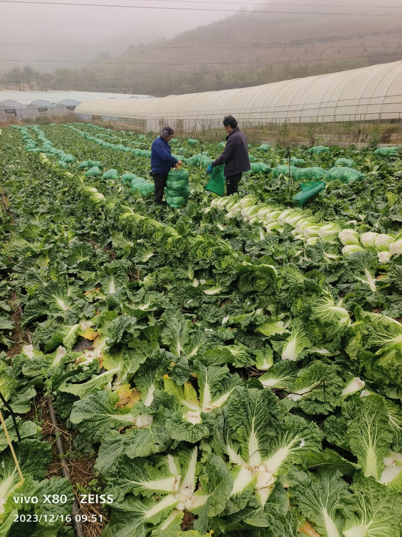 云南山地大白菜质量好，颜色好，耐运输，全国各地发货