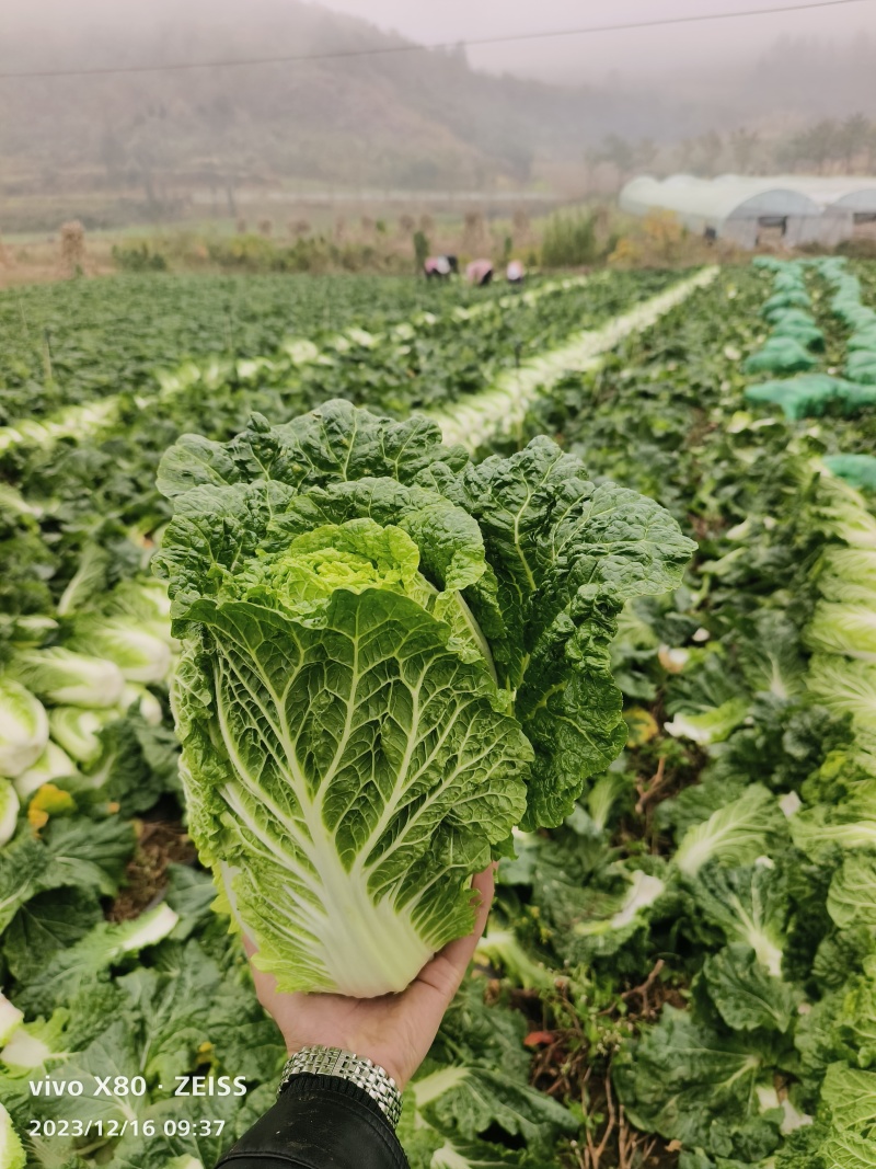 云南山地大白菜质量好，颜色好，耐运输，全国各地发货