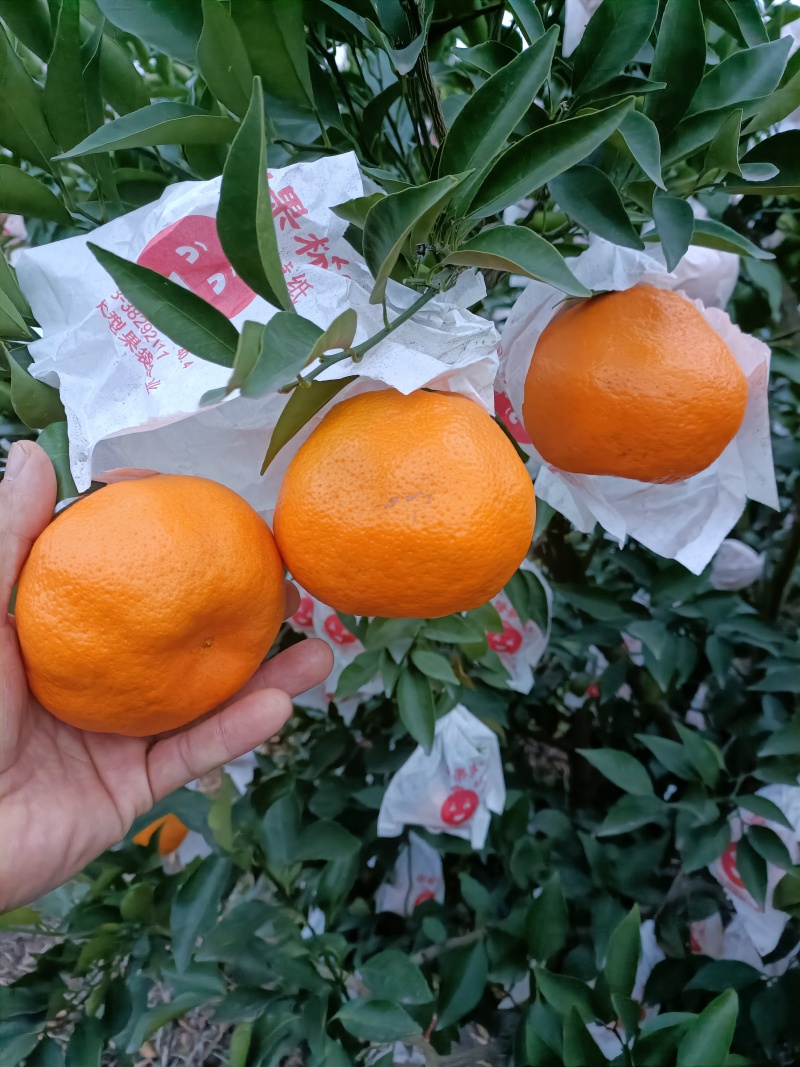 春见耙耙柑：纯甜化渣。对接全国电商及批发市场，
