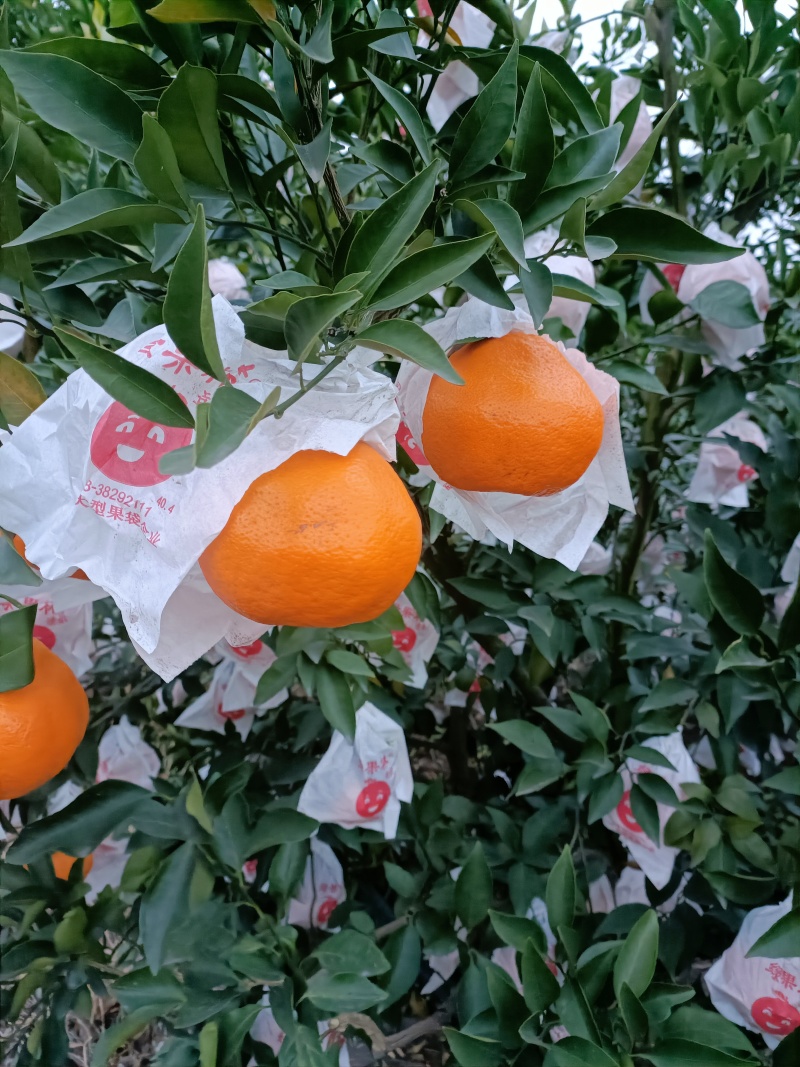 春见耙耙柑：纯甜化渣。对接全国电商及批发市场，