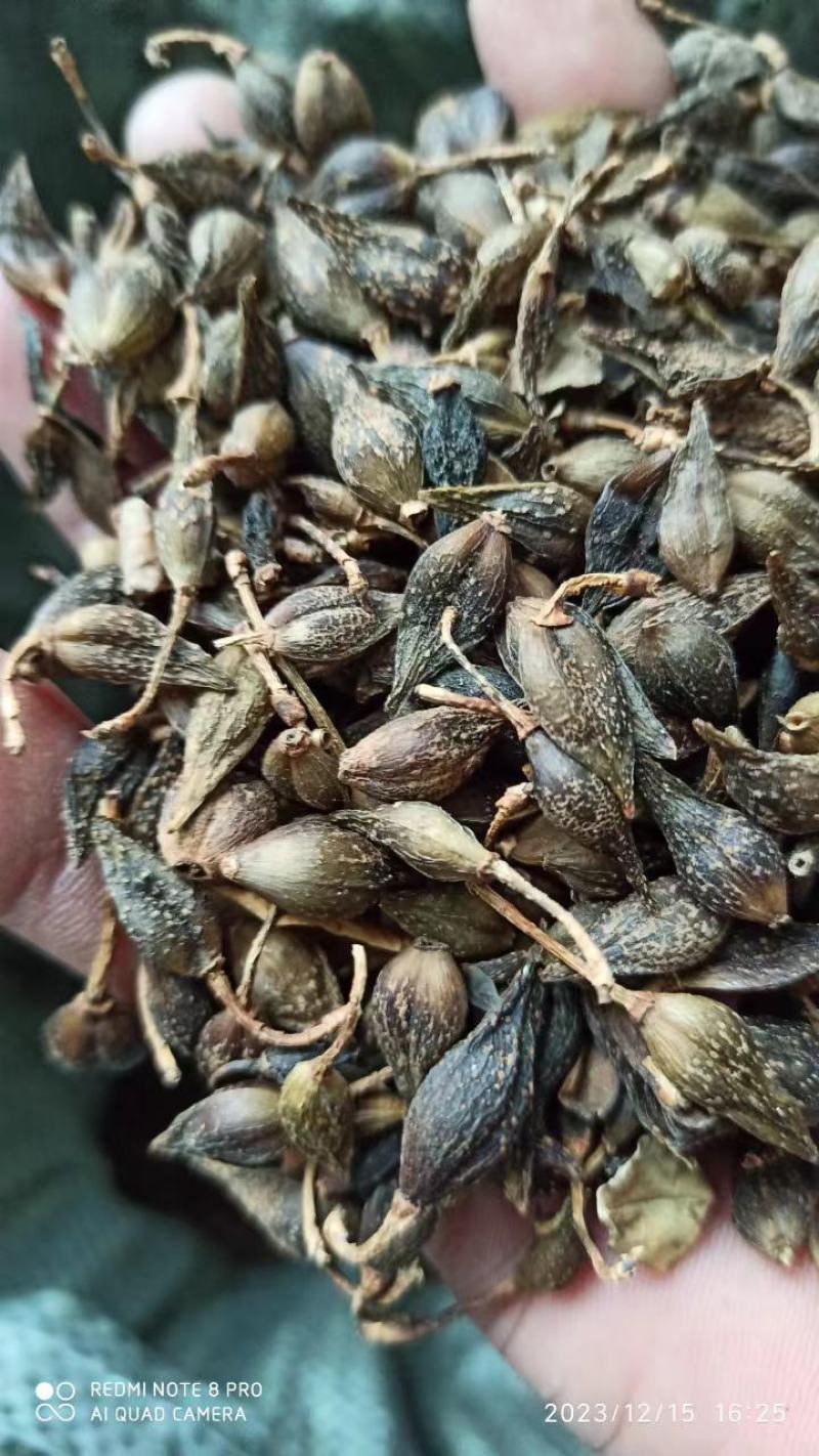 【精品】水煮连翘，产地直发，质量保证，欢迎来电选购
