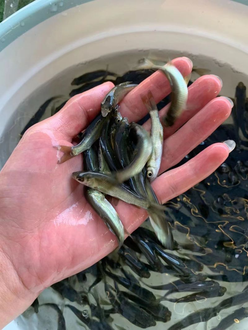优质青鱼苗存活率高大量现货技术指导全国发货
