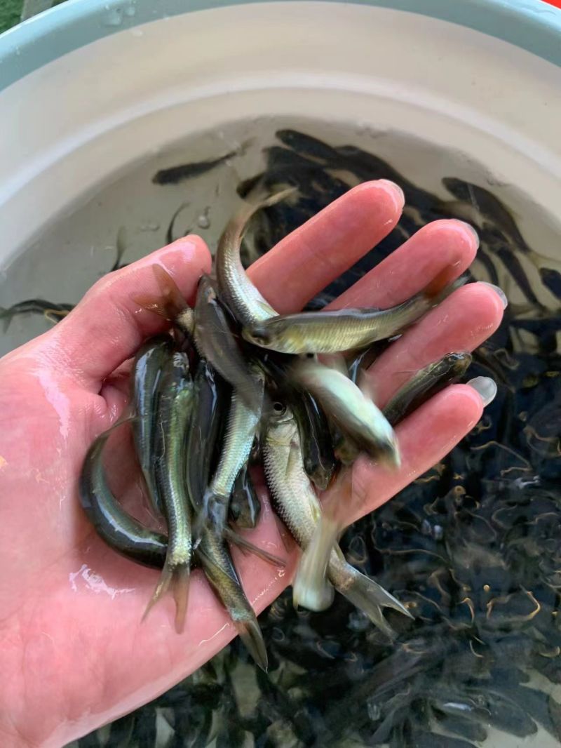 优质青鱼苗存活率高大量现货技术指导全国发货