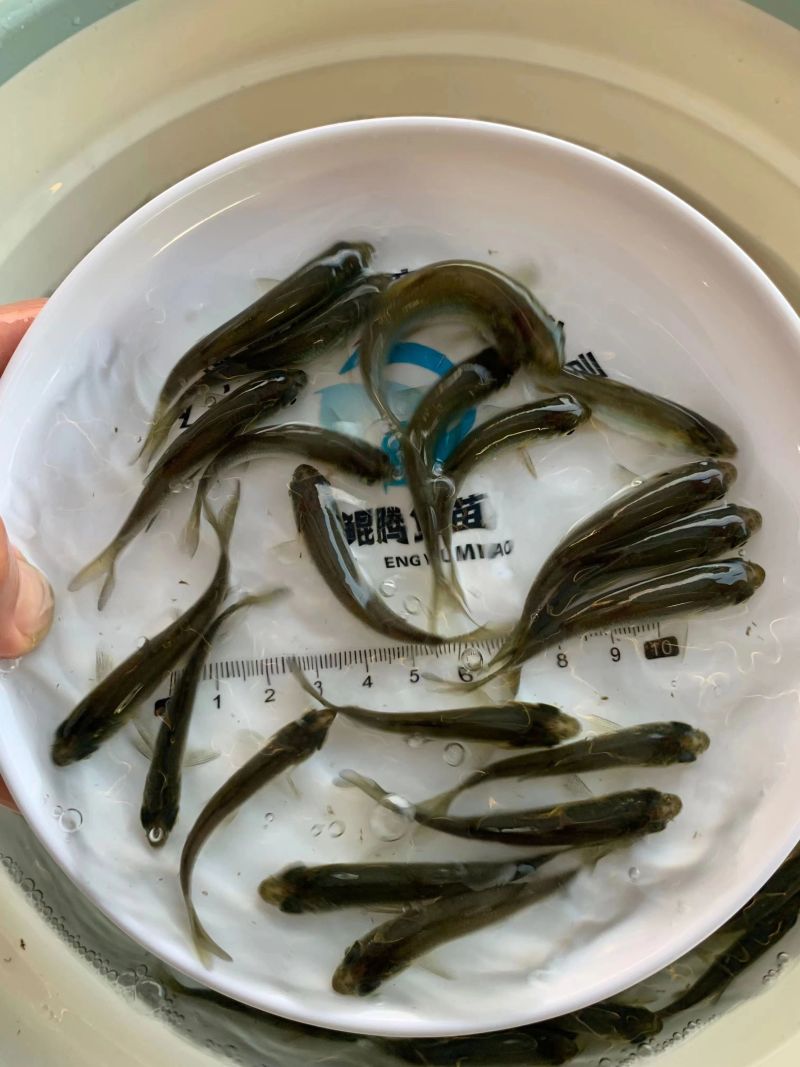 优质青鱼苗存活率高大量现货技术指导全国发货