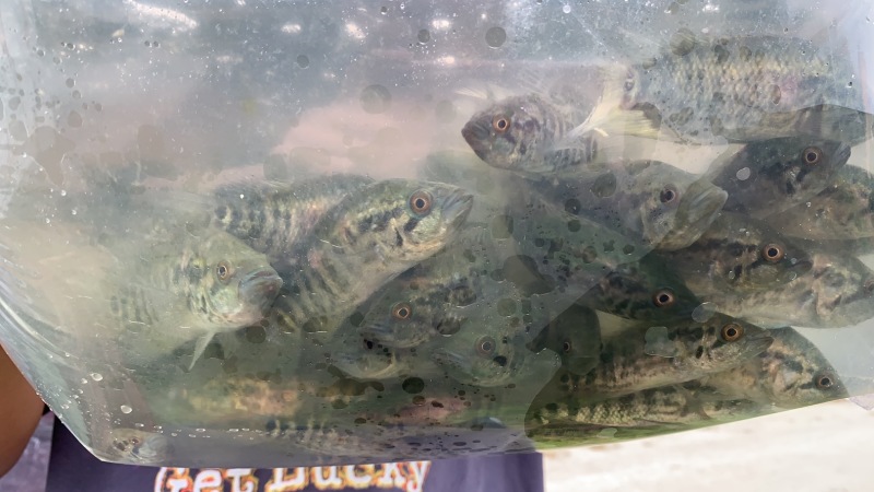 优选溪水石斑鱼苗现货直发欢迎订购驯化鱼苗