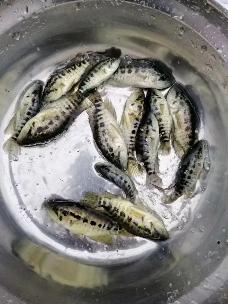 优选溪水石斑鱼苗现货直发欢迎订购驯化鱼苗