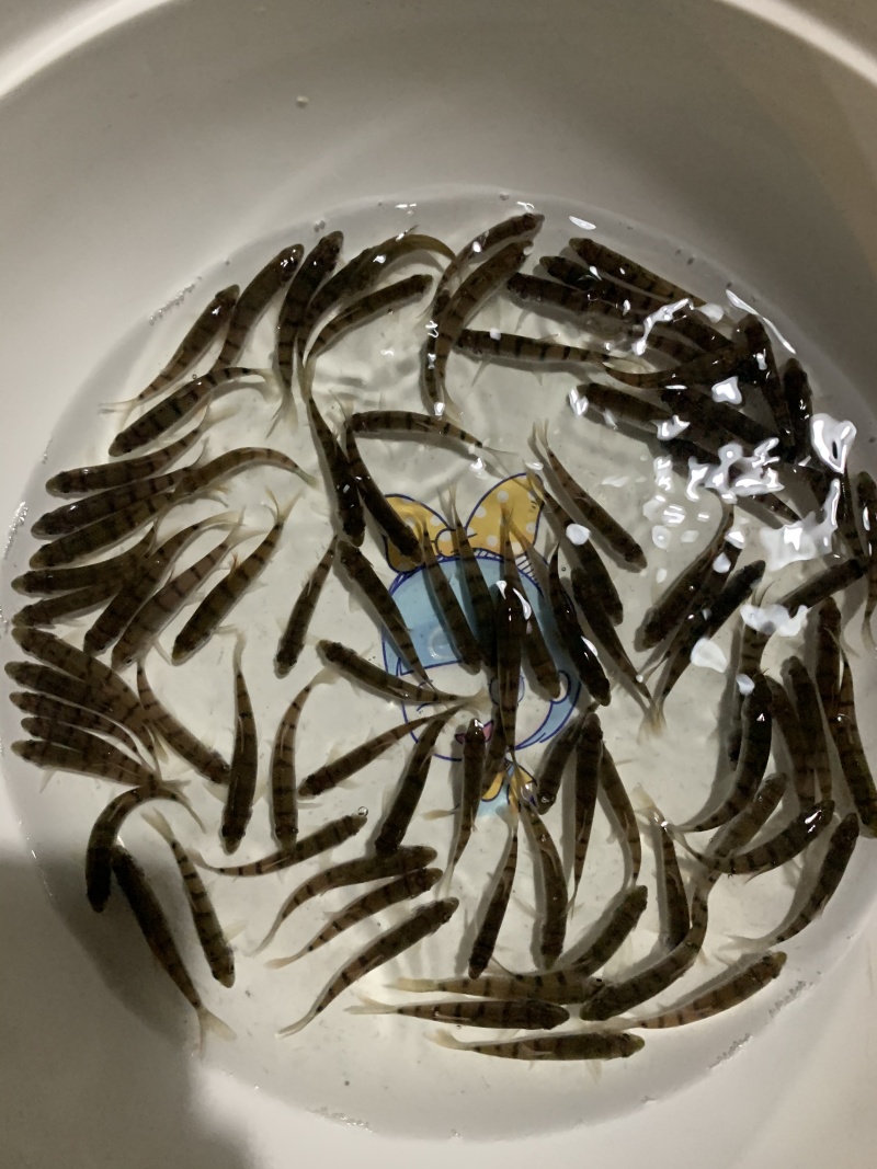 优选溪水石斑鱼苗现货直发欢迎订购驯化鱼苗