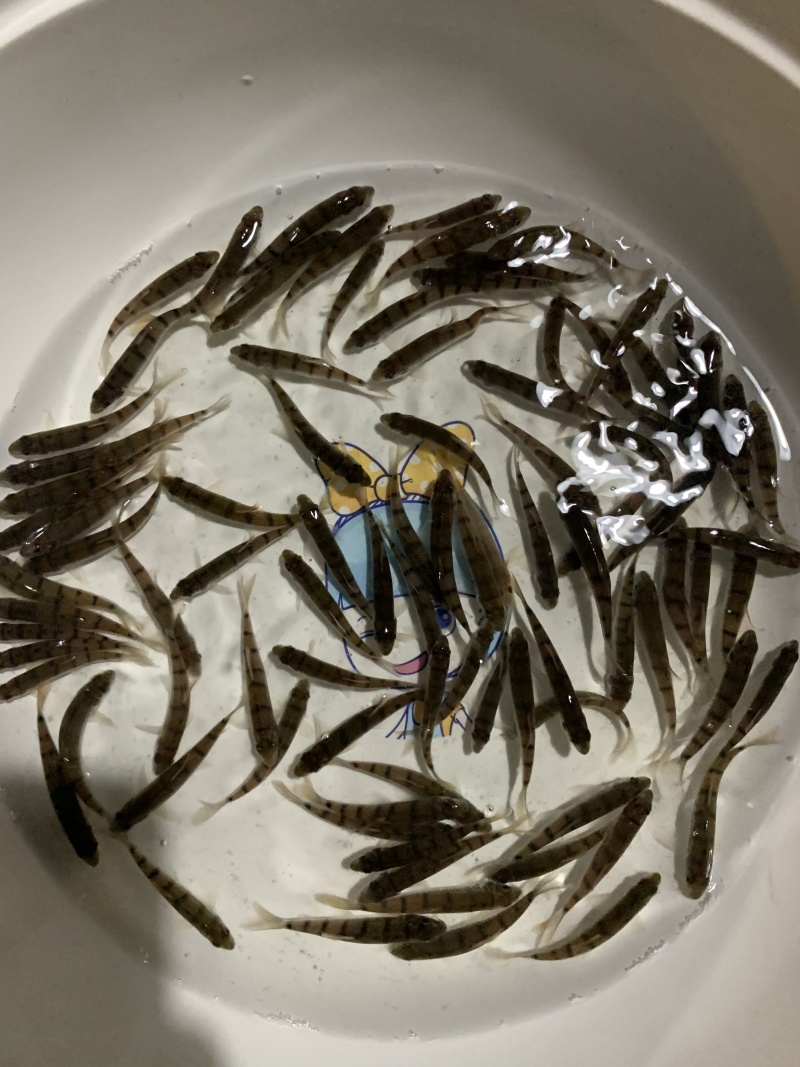 优选溪水石斑鱼苗现货直发欢迎订购驯化鱼苗