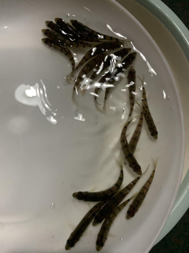 优选溪水石斑鱼苗现货直发欢迎订购驯化鱼苗